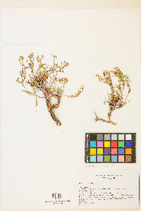 Eriogonum effusum image