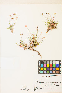 Eriogonum exilifolium image