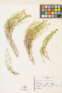 Sphaeromeria diversifolia image