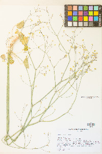 Eriogonum rubricaule image