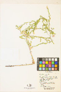 Acroptilon repens image