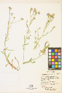 Symphyotrichum ascendens image