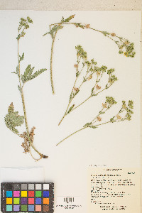 Potentilla gracilis image