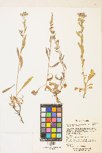 Symphyotrichum ascendens image