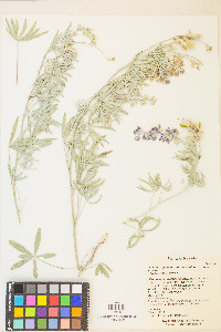 Lupinus caudatus subsp. caudatus image