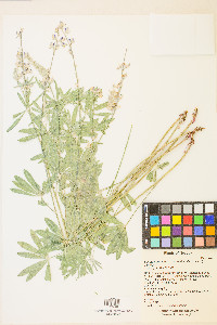 Lupinus caudatus subsp. caudatus image