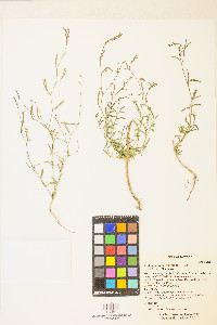 Epilobium brachycarpum image