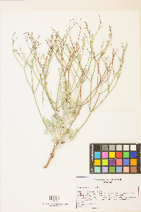 Eriogonum ammophilum image