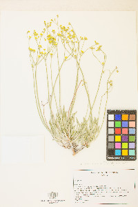 Eriogonum brevicaule var. laxifolium image