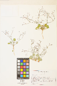 Eriogonum wetherillii image