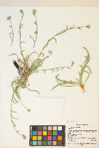 Ivesia kingii var. kingii image