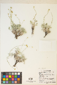 Sphaeromeria potentilloides image