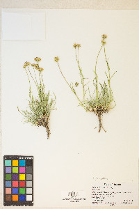 Erigeron linearis image
