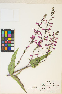 Penstemon parryi image