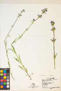 Penstemon rydbergii image