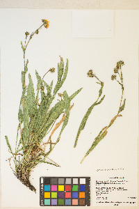 Pyrrocoma hirta var. hirta image