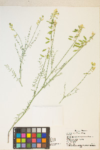 Astragalus filipes image