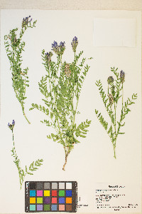 Astragalus agrestis image