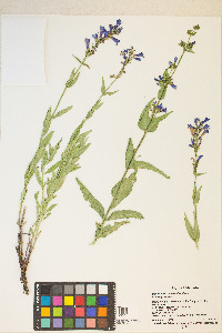 Penstemon watsonii image