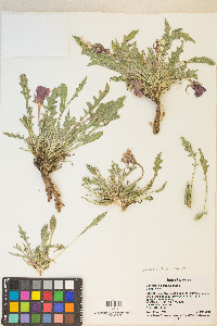 Oenothera cespitosa subsp. crinita image