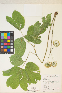 Aralia nudicaulis image