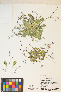 Chorizanthe brevicornu image