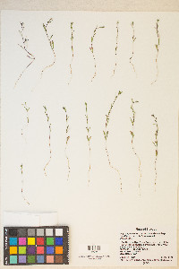 Gayophytum diffusum image