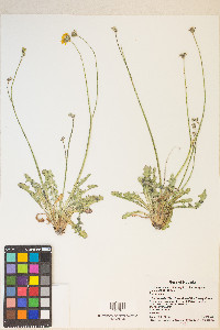 Crepis runcinata subsp. glauca image