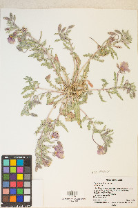 Oenothera californica image