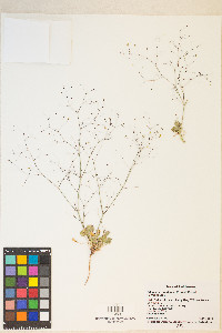 Eriogonum contiguum image