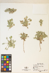 Chorizanthe rigida image