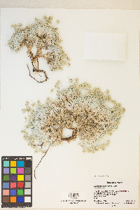 Eriogonum shockleyi image