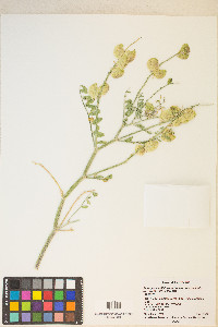 Astragalus lentiginosus var. fremontii image