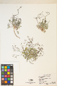 Eriogonum reniforme image