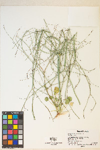 Eriogonum clavatum image