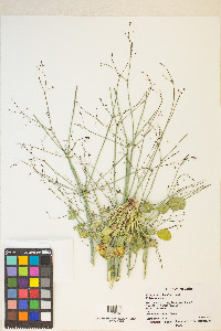 Eriogonum clavatum image