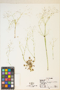 Eriogonum clavatum image