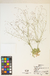 Eriogonum clavatum image