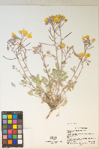 Chylismia brevipes var. pallidula image