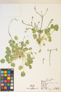 Eriogonum clavatum image