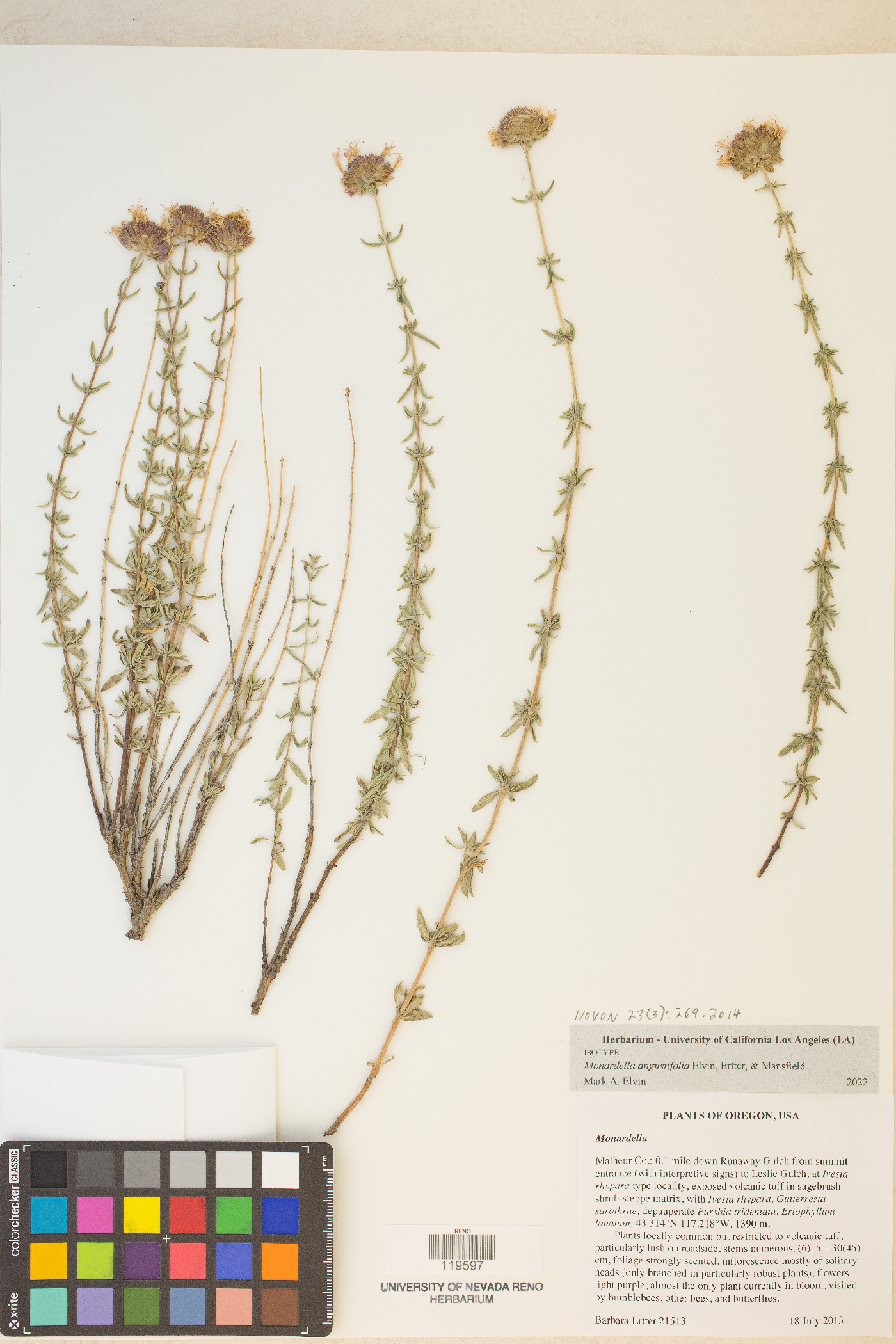 Monardella angustifolia image