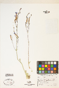 Penstemon scapoides image