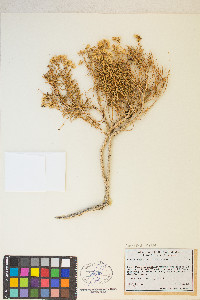 Ericameria albida image