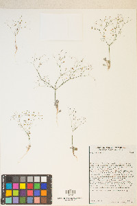 Eriogonum thomasii image