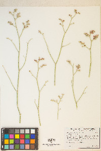 Eriogonum nummulare image