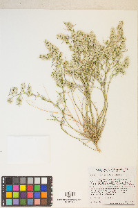 Ambrosia salsola image