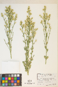 Baccharis sergiloides image