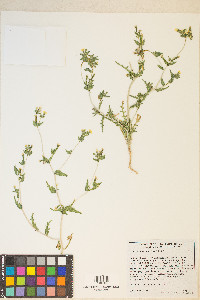 Mentzelia albicaulis image