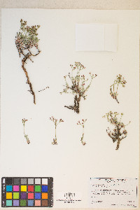 Eriogonum microthecum var. lapidicola image