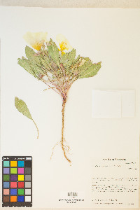 Oenothera deltoides subsp. ambigua image